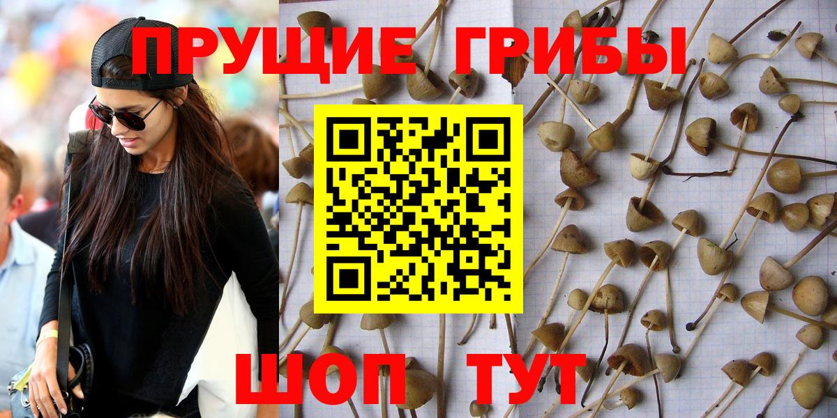 Галлюциногенные грибы прущие грибы Ленинск-Кузнецкий